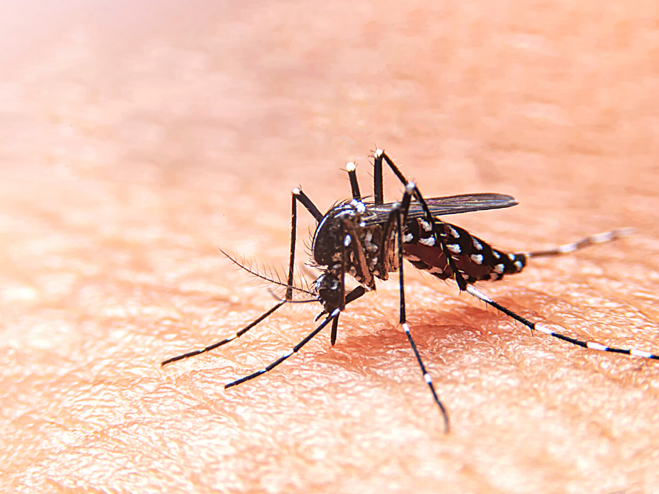 Florianópolis registra segunda morte por dengue em 2022