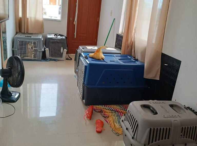 Casal é indiciado por crime de maus-tratos qualificado contra cães, após morte de um dos animais