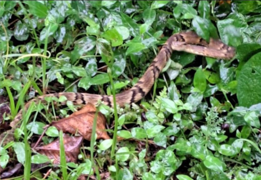 Morador de Itapema encontra cobra jararaca embaixo da cama