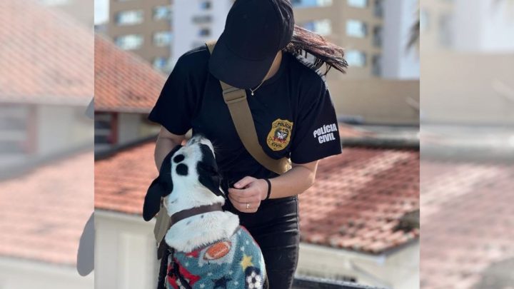 Animais resgatados em SC agora têm mais uma chance de adoção responsável
