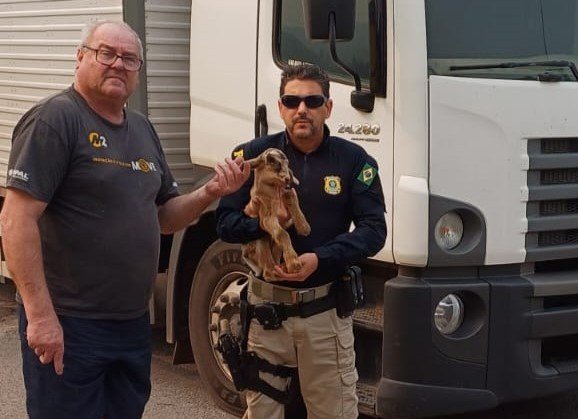 Cabrito recém-nascido é resgatado por caminhoneiro na BR-101 em Tubarão