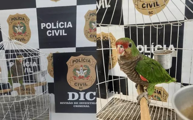 Mulher é presa em SC após comprar papagaio ameaçado de extinção e apresentar documento falso