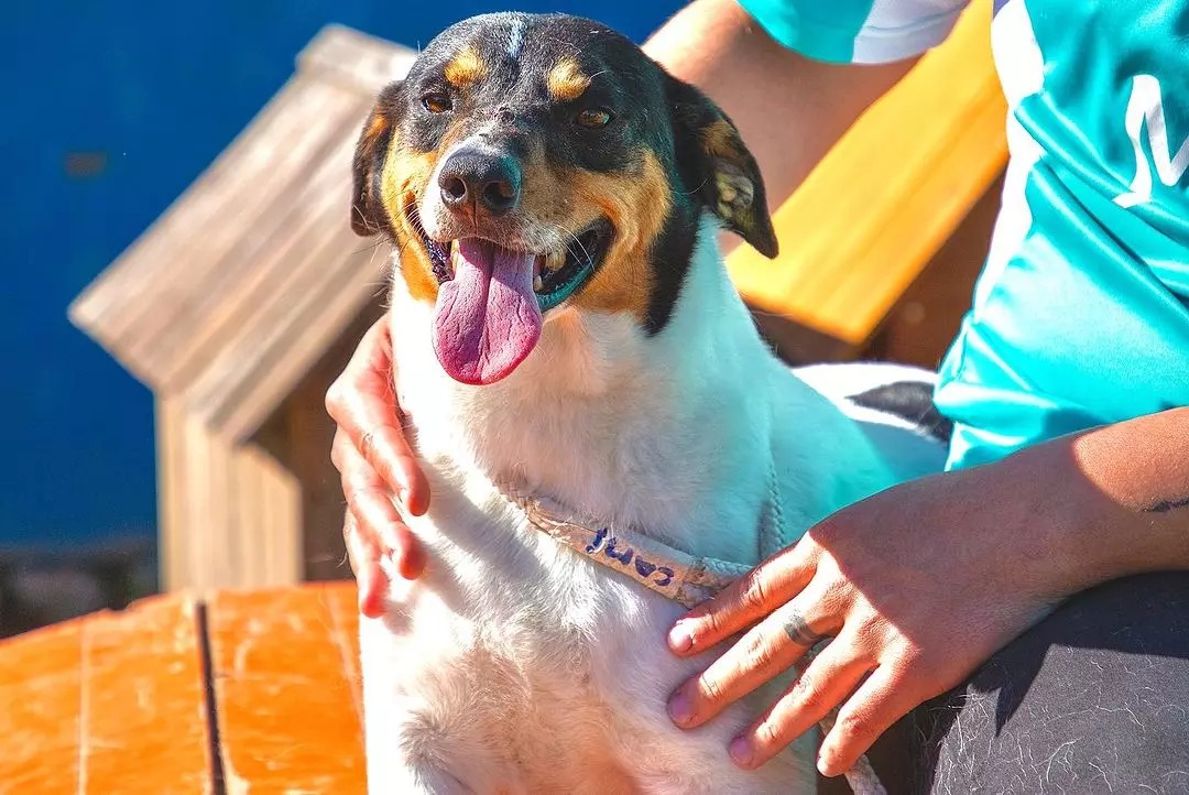 Dibea de Florianópolis incentiva adoção responsável com Feira de Páscoa neste sábado