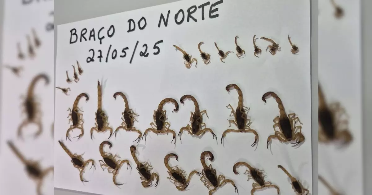 Infestação grave: escorpiões-amarelos se espalham por bairro em Braço do Norte