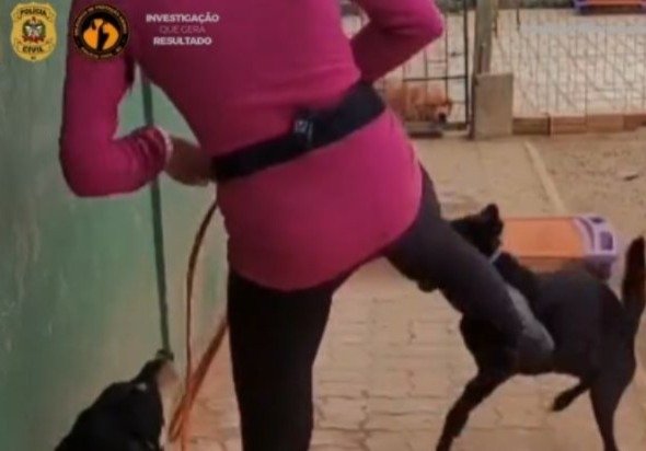 Em Florianópolis, adestradora é indiciada por maus-tratos qualificado contra cão