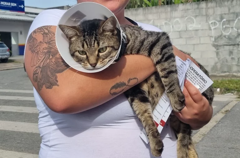 São José oferece 500 vales-castração para cães e gatos