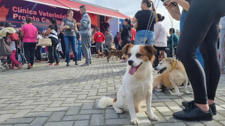 São José terá mutirão de vacinação de pets neste sábado