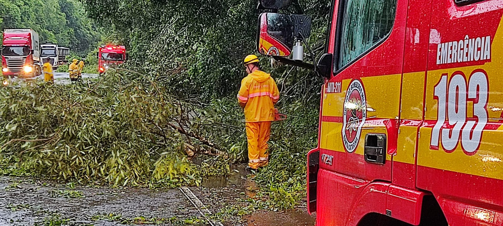 Árvores caem sobre a BR-282 entre São Miguel do Oeste e Maravilha