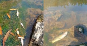 Empresas são responsabilizadas por mortandade de peixes em Jaraguá do Sul e multadas em mais de R$ 700 mil