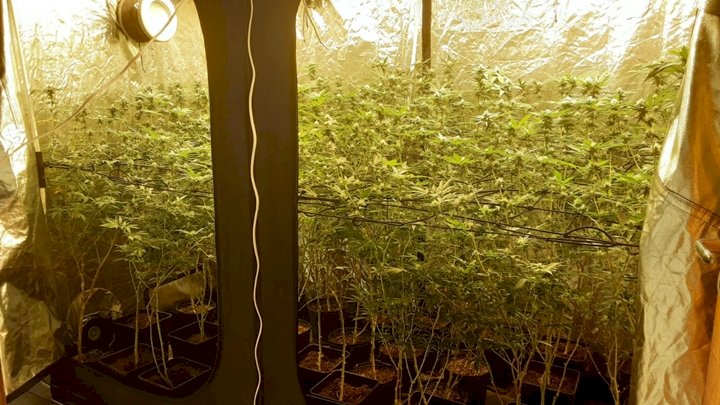 Uma estufa com mais de 130 pés de cannabis, planta usada para produzir maconha, foi descoberto pela PMSC (Polícia Militar de Santa Catarina) na tarde de terça-feira (26), em uma residência na Praia do Sonho, em Palhoça.