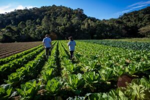 Florianópolis inaugura Banco de Alimentos Municipal no Dia Internacional contra o Desperdício de Alimentos