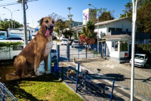 Florianópolis lança site e inteligência artificial para agilizar adoções de animais resgatados