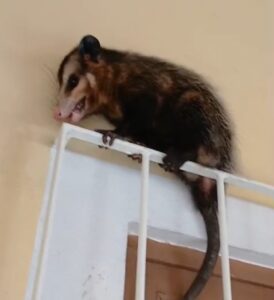 Gambás são resgatados em áreas residenciais da Grande Florianópolis nesta quinta-feira