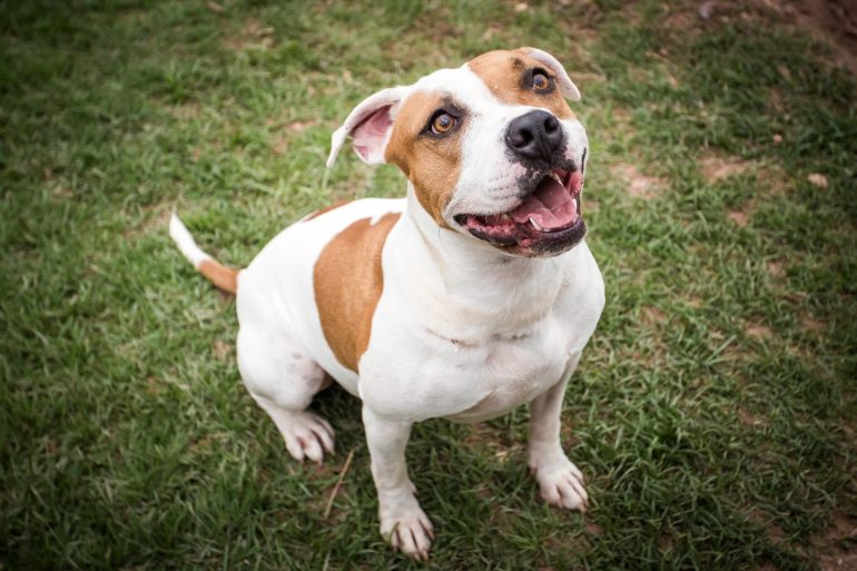 Mutirão de castração da Dibea será realizado no Monte Verde na próxima quarta-feira