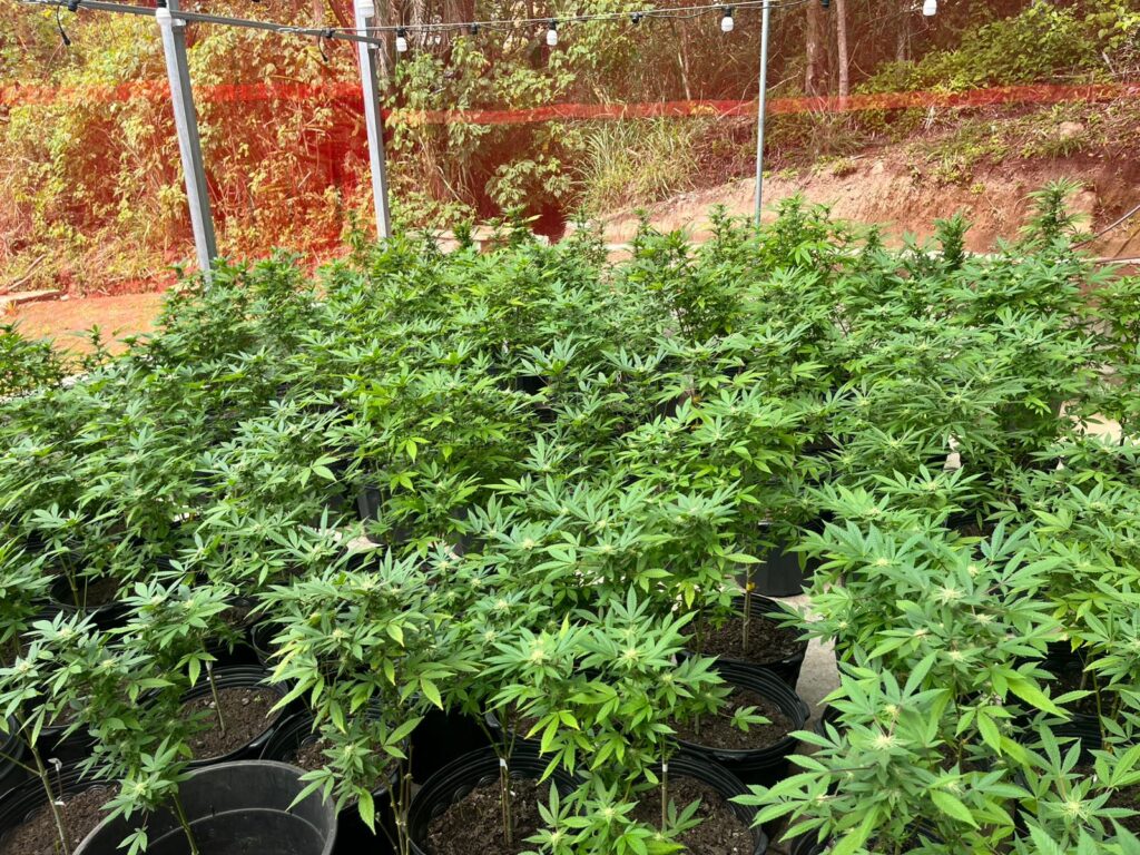 Operação em área de mata apreende 800 pés de maconha e frascos de óleo avaliado em R$ 150 mil