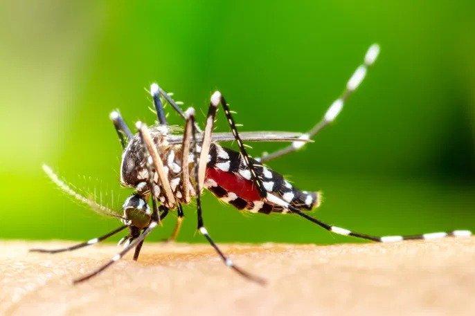 SC já registra mais de 52 mil focos do Aedes aegypti em 2025 e 17 mortes por dengue