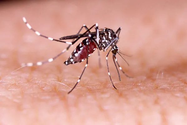 SC registra 41 mil casos de dengue no inverno; no total, são 115 mil