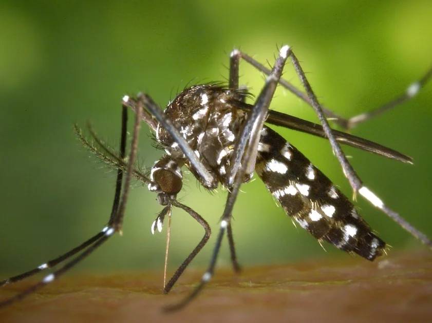 Santa Catarina está a uma morte de igualar o número de óbitos por Dengue de 2022