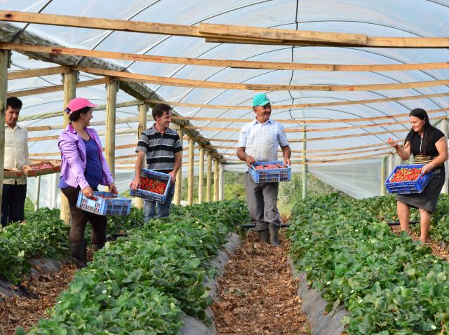 feiras-e-mercados-locais-mantem-vivas-as-tradicoes-da-agricultura-familiar-em-santa-catarina