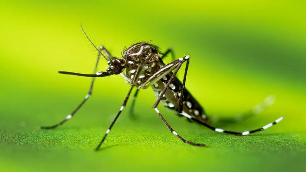 Mais da metade dos município de SC são considerados infestados pelo Aedes Aegypti