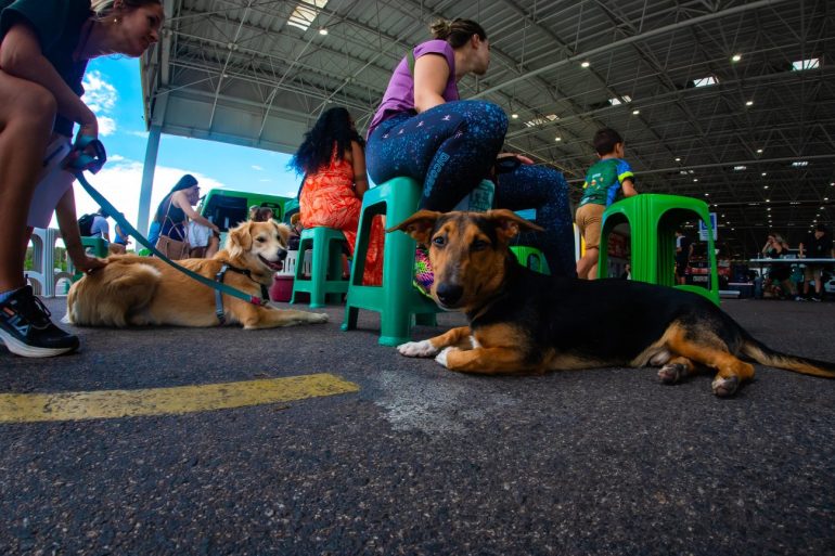mutirao-gratuito-de-castracao-chega-a-comunidade-frei-damiao-no-dia-26-com-apoio-de-voluntarios
