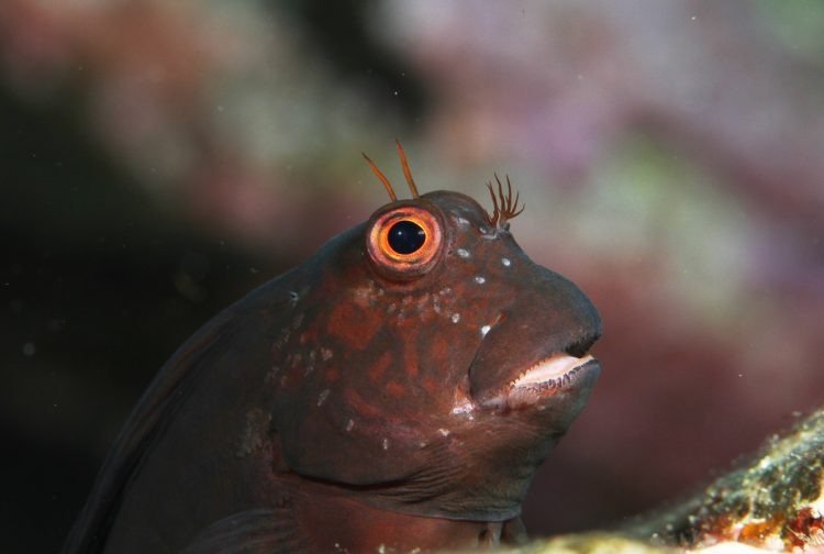 pesquisadores-da-ufsc-identificam-especies-de-peixes-mais-antigas-que-a-propria-ilha-onde-vivem2