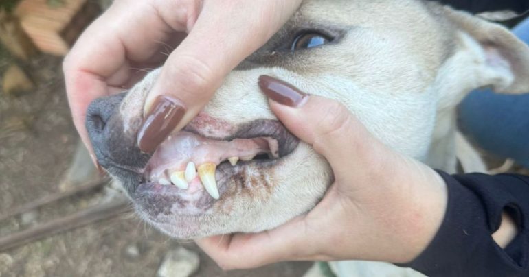 pitbull-e-resgatada-em-situacao-extrema-de-maus-tratos-e-busca-um-novo-lar-em-itajai