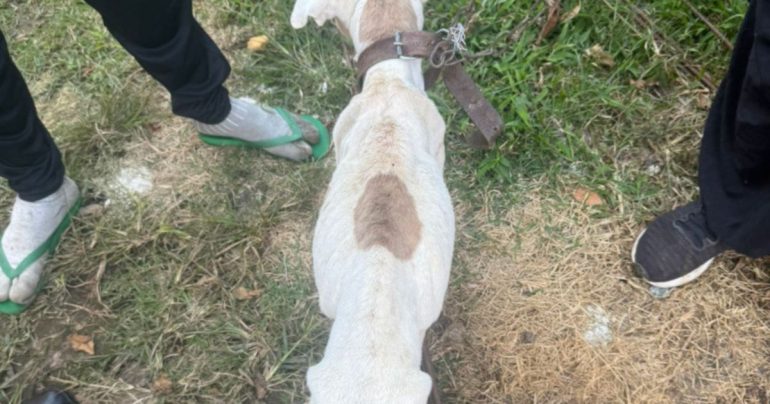 pitbull-e-resgatada-em-situacao-extrema-de-maus-tratos-e-busca-um-novo-lar-em-itajai1