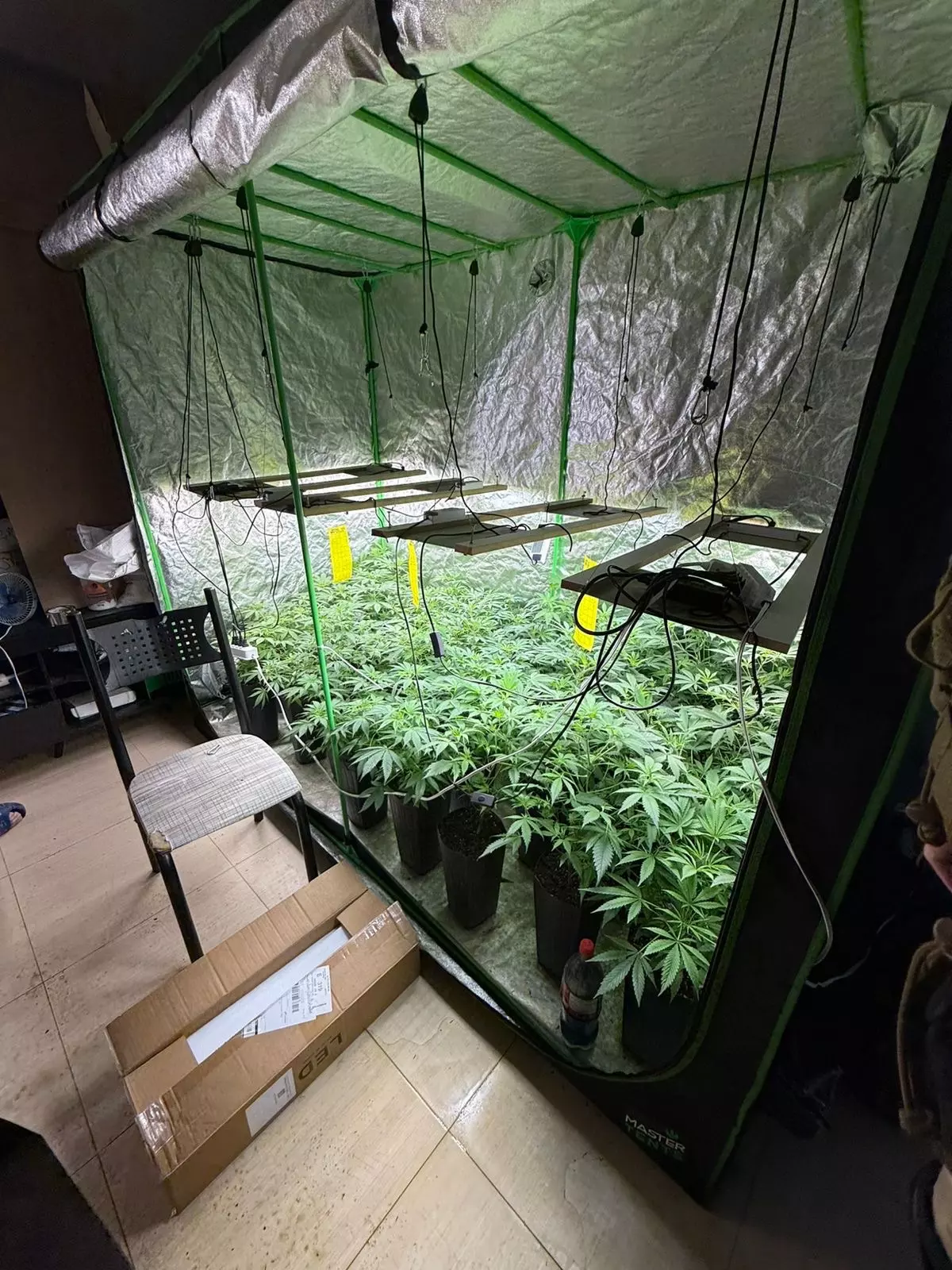 policia-militar-apreende-estufa-com-120-pes-de-maconha-em-palhoca1