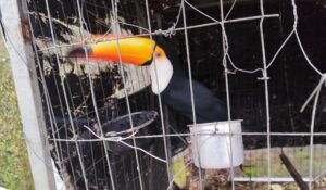 Cinco pessoas são presas e animais silvestres apreendidos em operação nacional contra tráfico de fauna