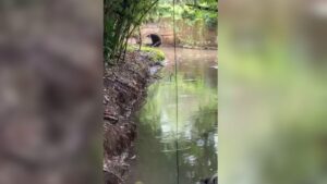 Novo vazamento de esgoto atinge a Lagoa da Conceição e reacende alerta ambiental