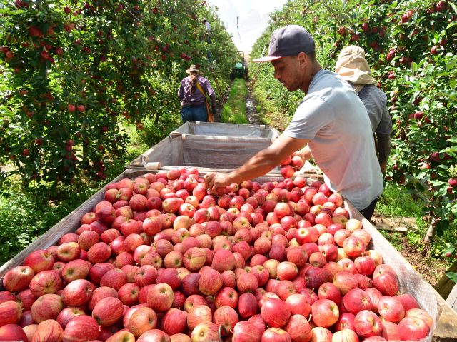 Safra de verão em SC terá salto na produção de maçã e milho — mas queda de preços exige cautela no campo