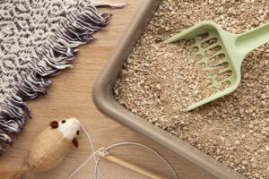 Cuidados com a areia dos gatos garantem bem-estar e evitam problemas de saúde para os pets