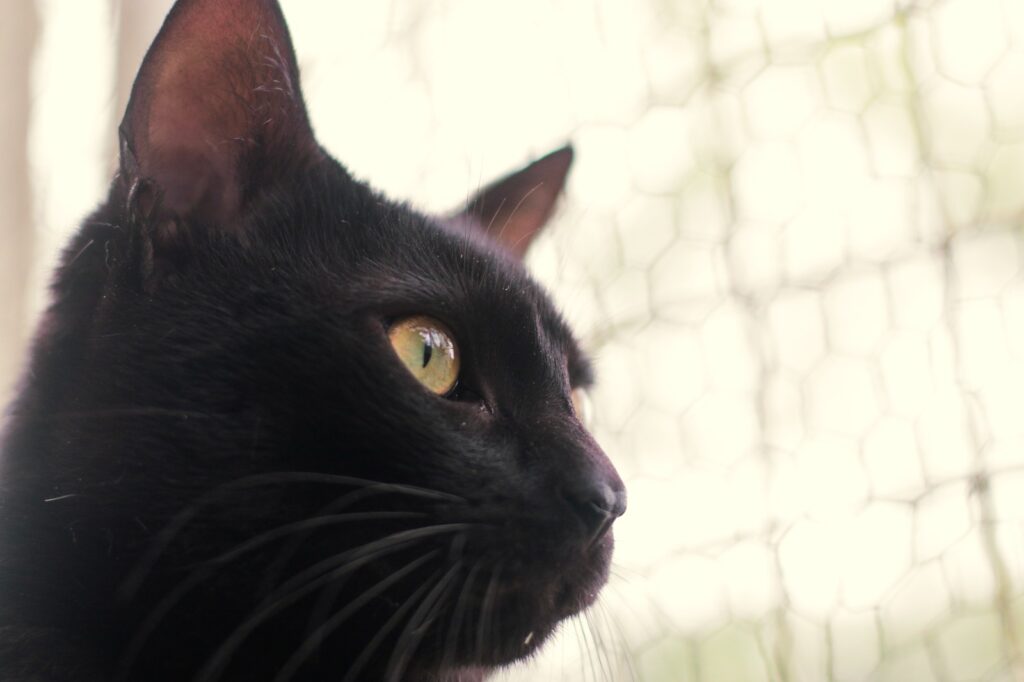 Feira “Halloween da Dibea” promove adoção de cães e gatos neste sábado em Florianópolis