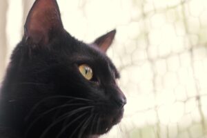 Feira “Halloween da Dibea” promove adoção de cães e gatos neste sábado em Florianópolis