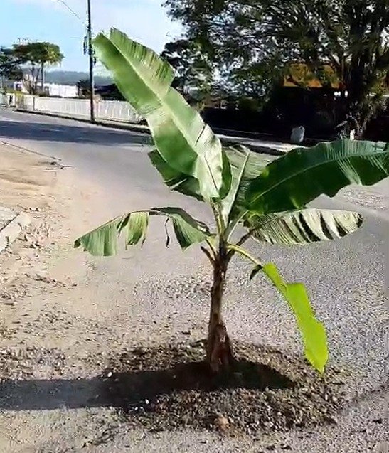 Morador planta bananeira em buraco que está aberto há 6 meses na BR-470