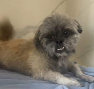 Três mulheres são indiciadas por abandonar cachorro em petshop em Florianópolis