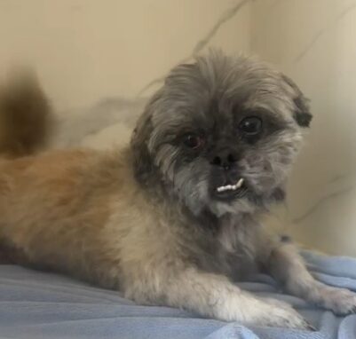 Três mulheres são indiciadas por abandonar cachorro em petshop em Florianópolis