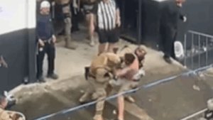 VÍDEOS: final da Copa SC termina em briga entre torcedores do Figueirense