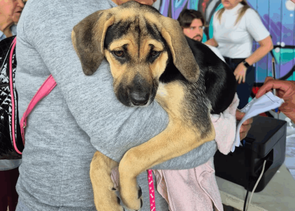 Prefeitura de São José atende mais de 200 animais em mutirão de castração gratuita