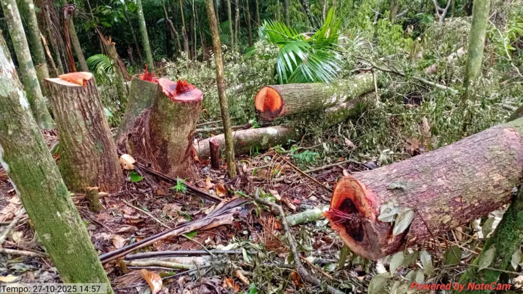 Mata suprimida em Jaraguá do Sul