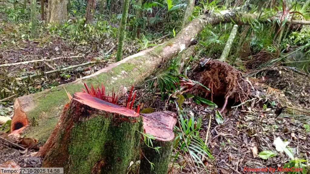 Fiscalização identifica corte ilegal de vegetação da Mata Atlântica em Santa Catarina