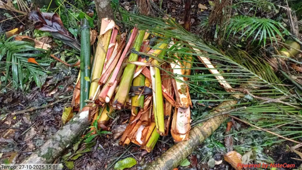 Fiscalização identifica corte ilegal de vegetação da Mata Atlântica em Santa Catarina