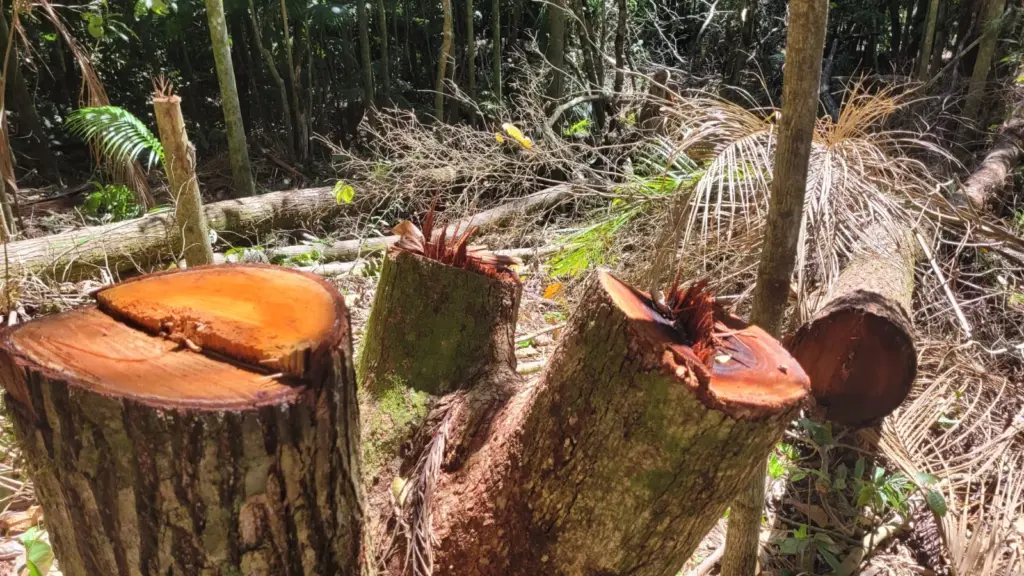 Fiscalização identifica corte ilegal de vegetação da Mata Atlântica em Santa Catarina