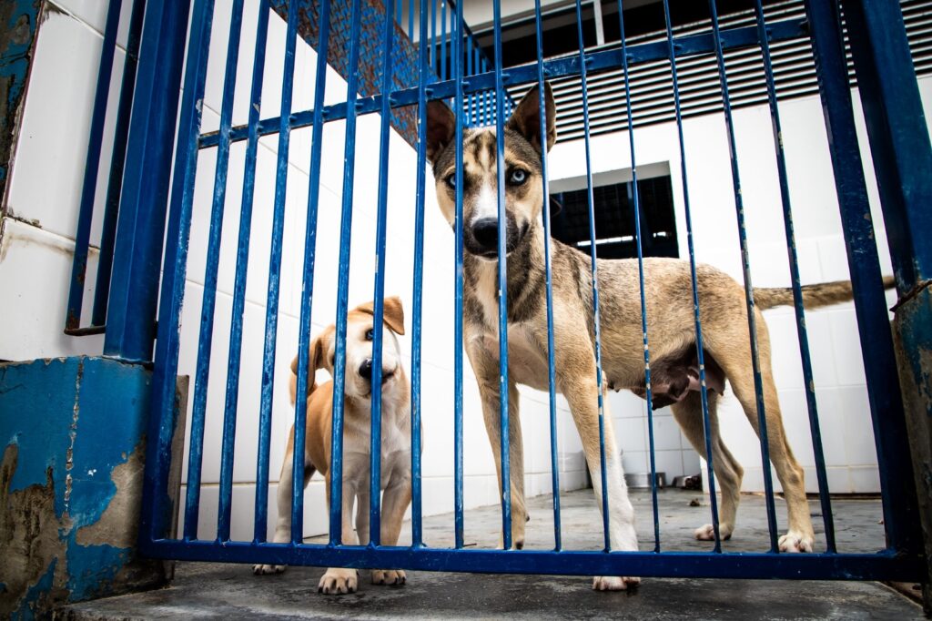 Florianópolis assina ordem de serviço para obras do primeiro Hospital Veterinário público e reforça legislação de proteção aos animais