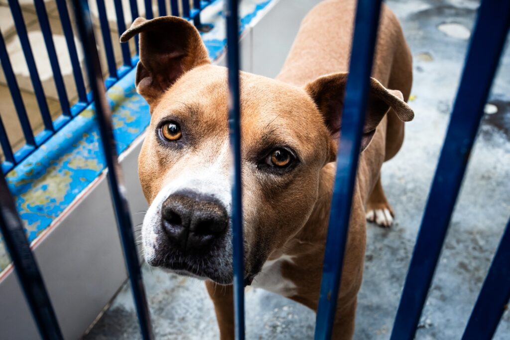 cachorro em adoção na dibea