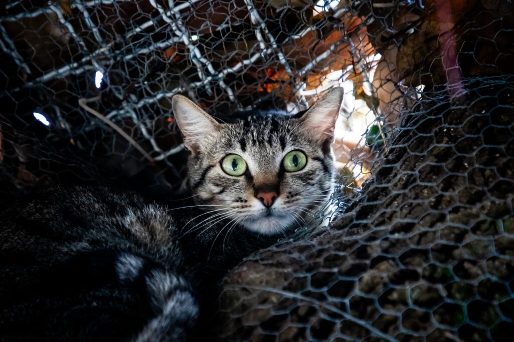 gato para adoção na dibea
