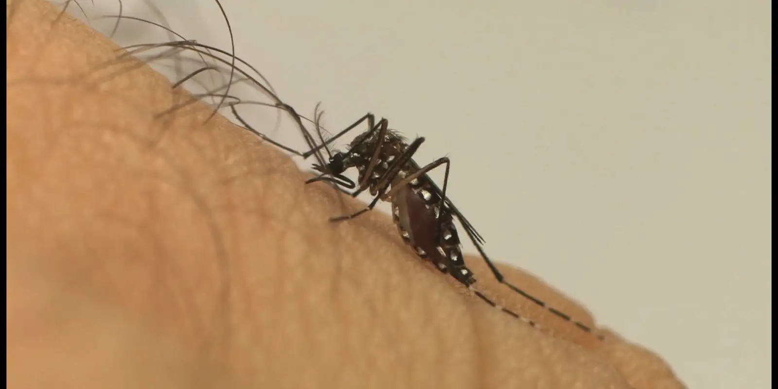 Santa Catarina atinge 65 mil focos de mosquito da dengue em menos de um ano