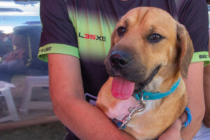 Donos de cães que passeiam soltos pela rua serão multados em São José