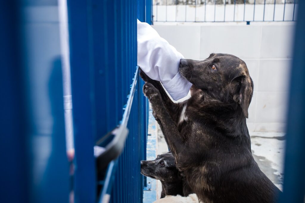 hospital veterinario publico florianópolis